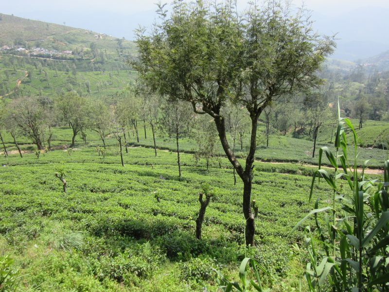 Tea estate