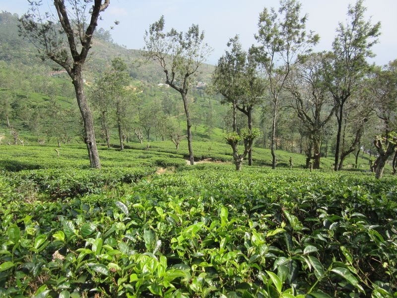Tea bushes
