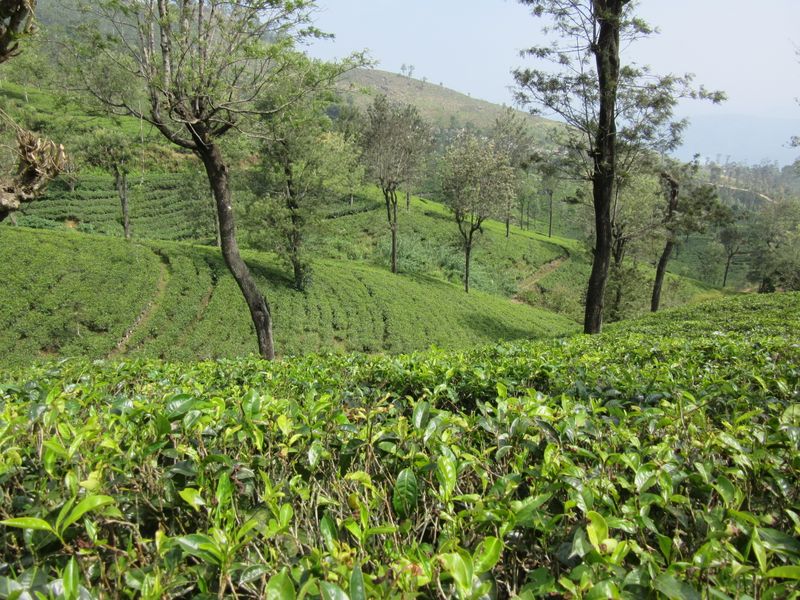 Tea bushes