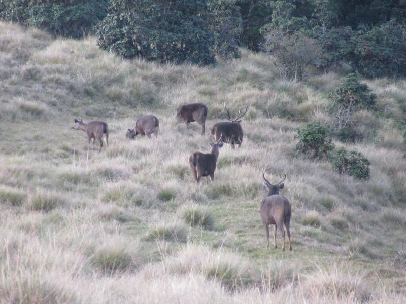 Sambar deer