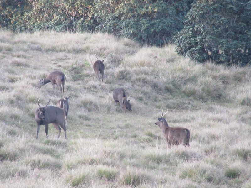 Sambar deer