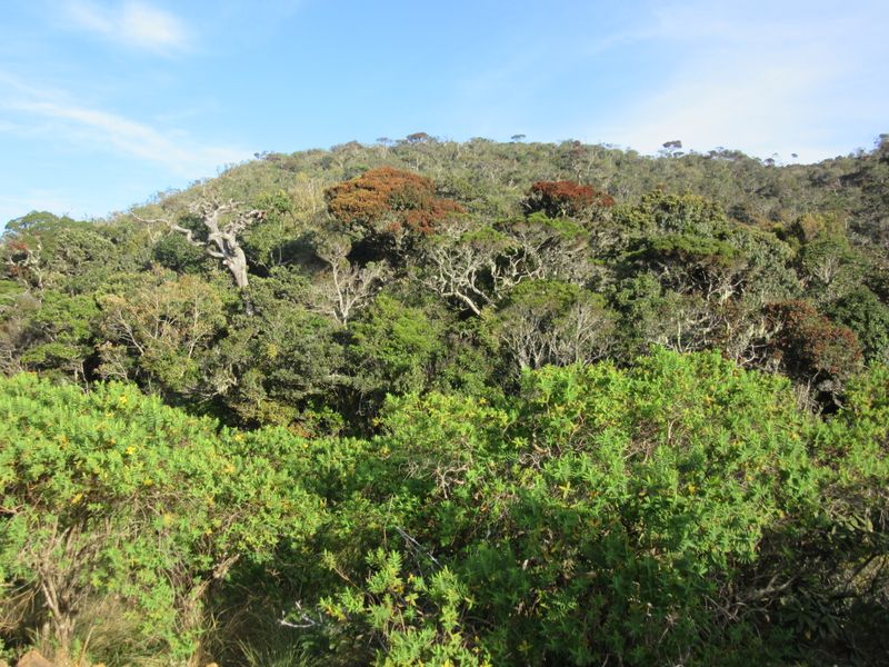 Beautiful variety of trees - we hear and see the trees swaying with purple-faced langurs but can't see them