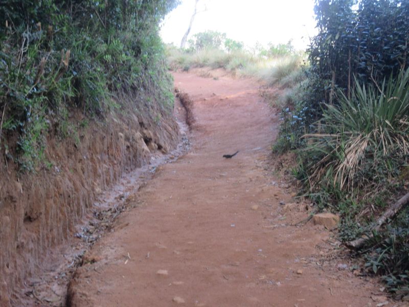Wee squirrel darts across the path