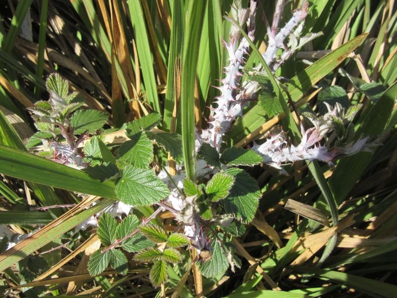 Prickly foliage