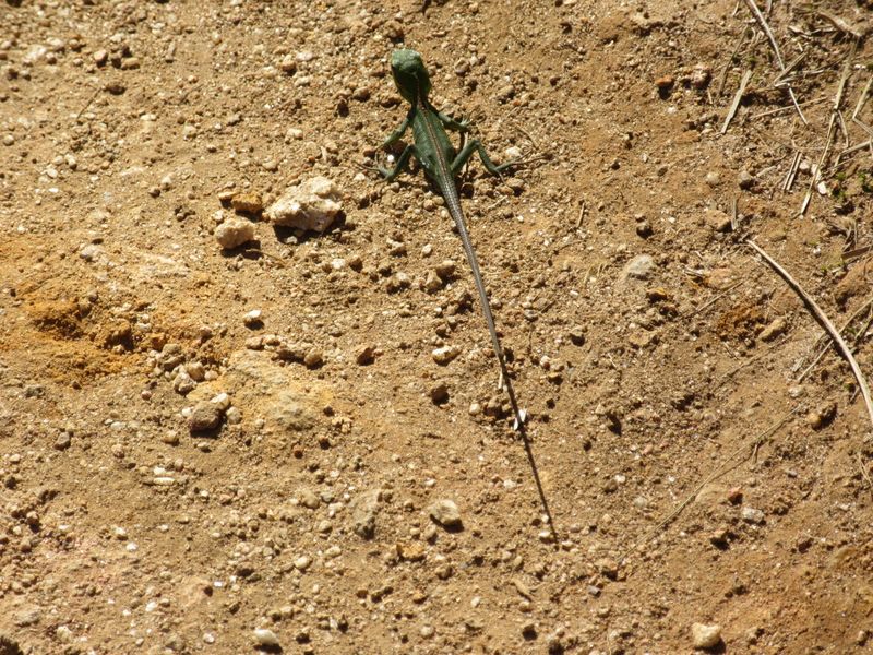 Love this wee lizard