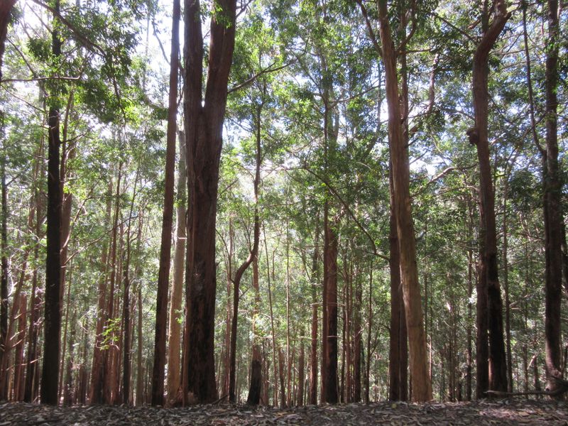 We drove through this fantastic forest on a steep twisty, windy road