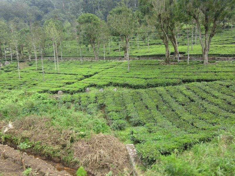 Passing by tea plantations...