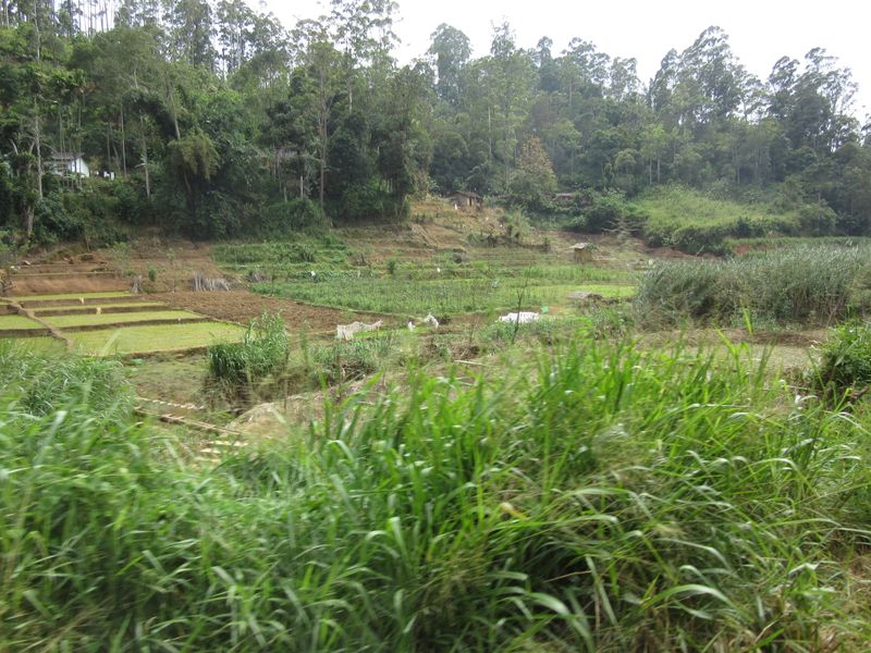 ...farmland...