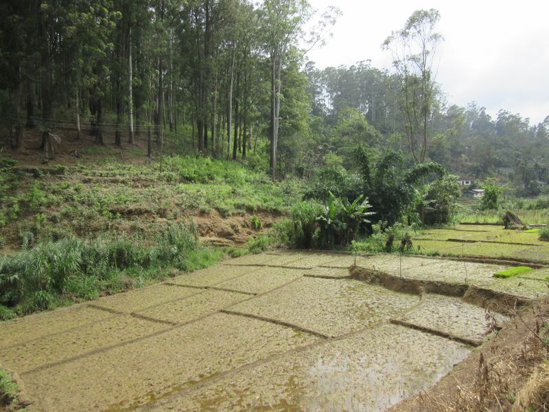 ...and rice paddies