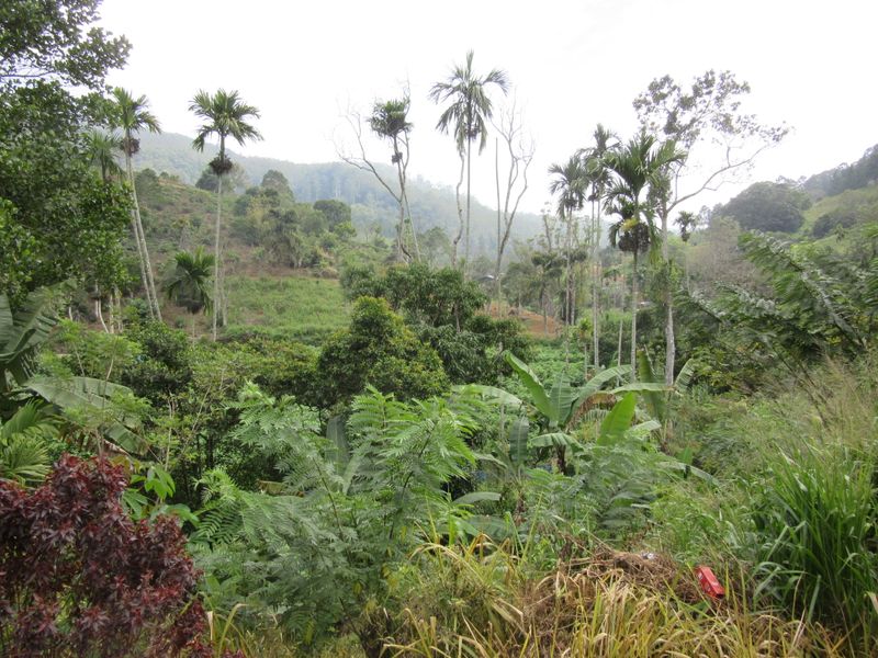 Variety of trees