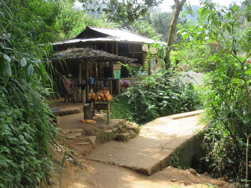 ...passed a king coconut seller...