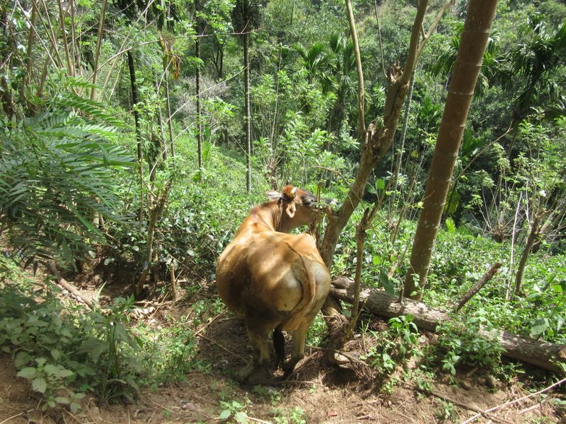...and a cow...