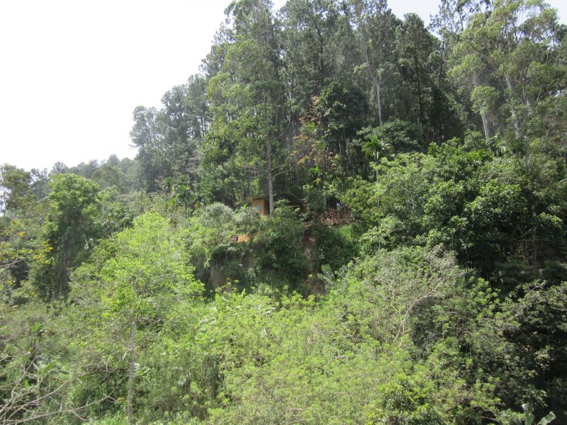 Our original viewpoint of the bridge, in the trees