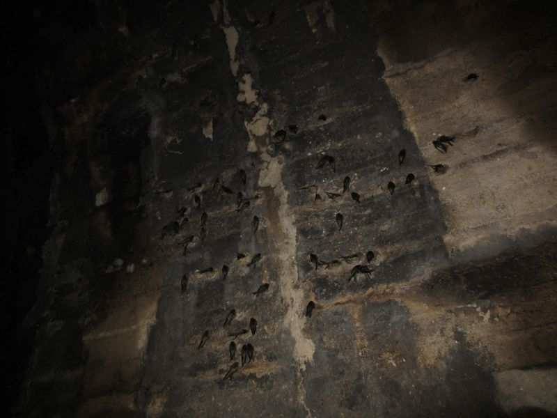 Bats in the tunnel