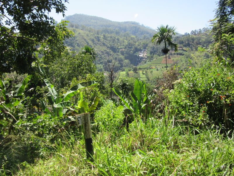 Green and lush