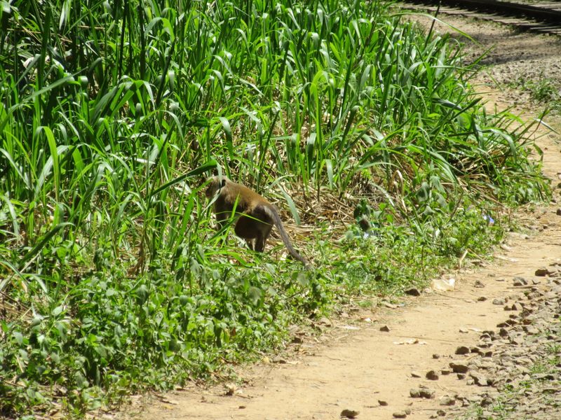Monkey by the tracks