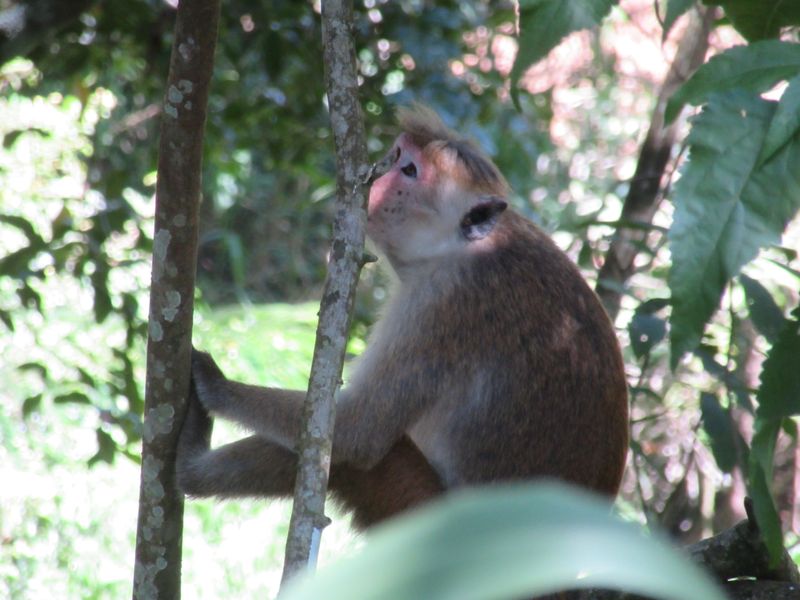 Macaque