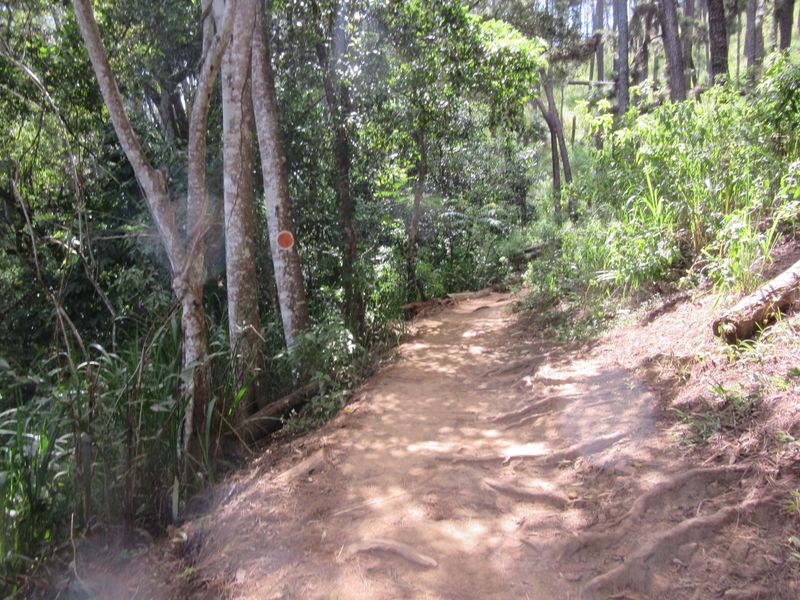 A walk through the forest...