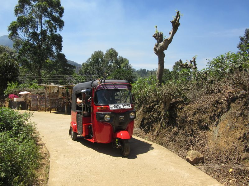 Tuk tuks up and down to Little Adam's Peak (we walk)