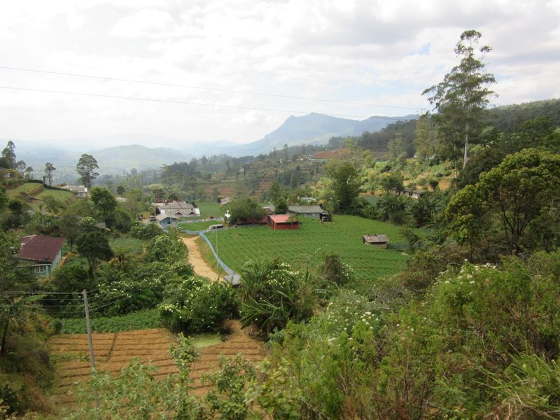 Little farms