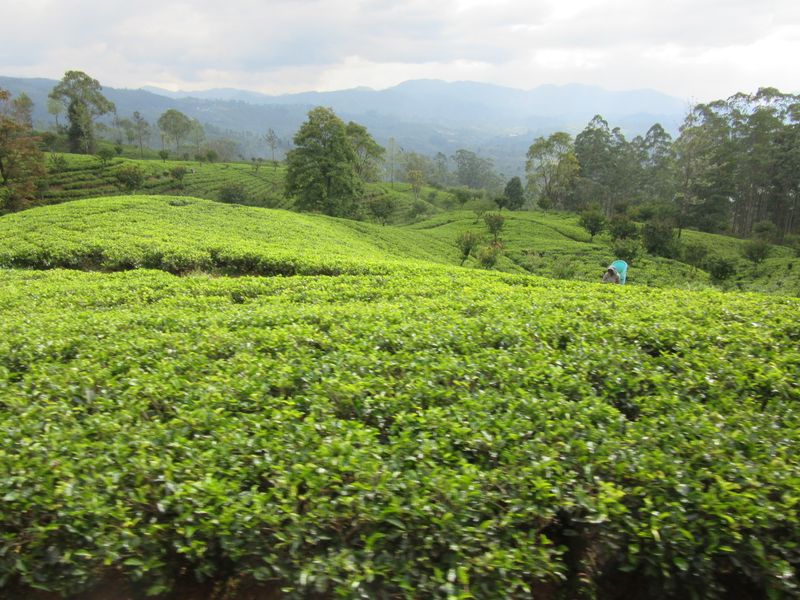 Tea plantation