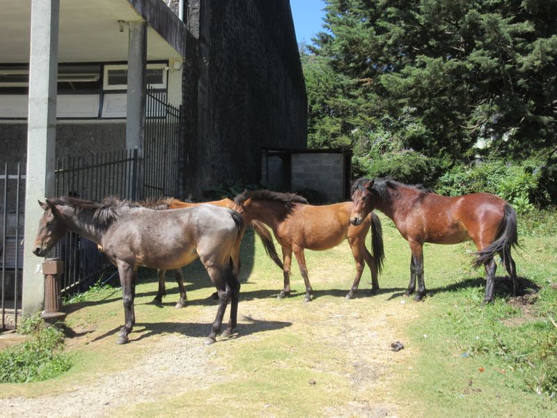 Horse racing still takes place here