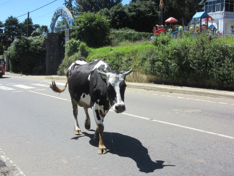 Cows wander freely