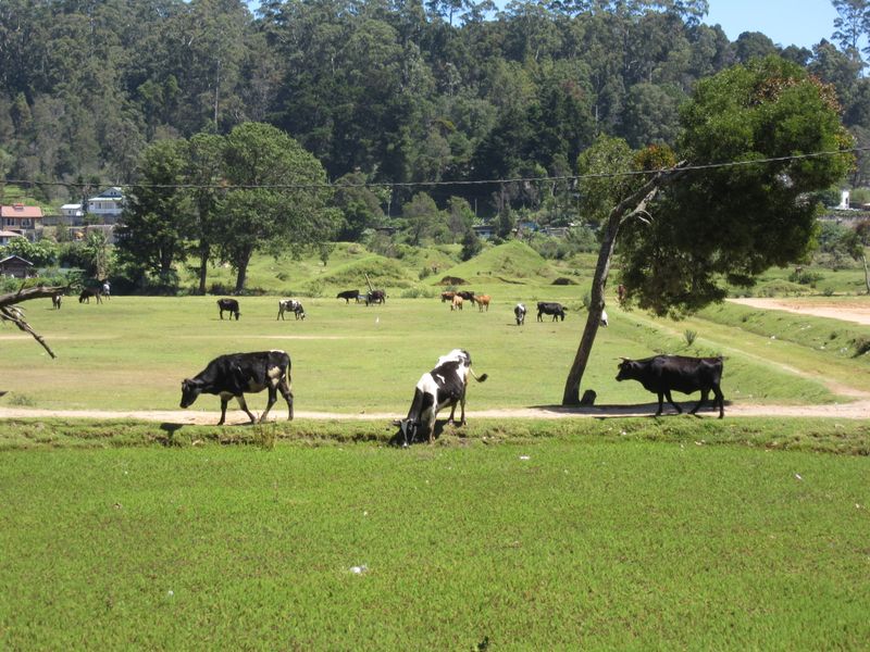 Cows near Lake Gregory