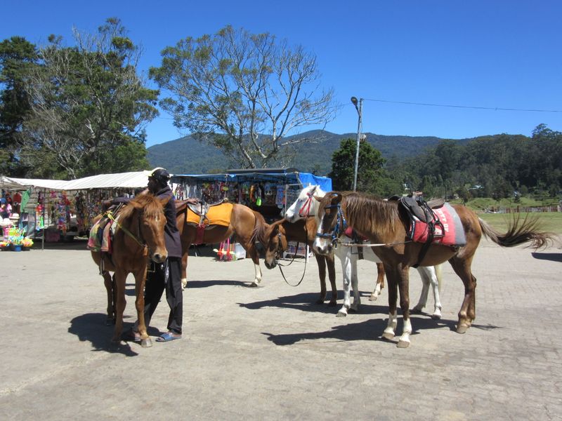 Horse rides available