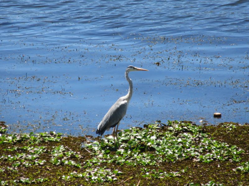 Lots of birds