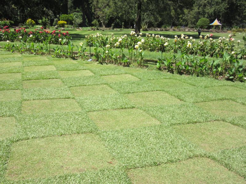 Maybe we can try this on our lawn