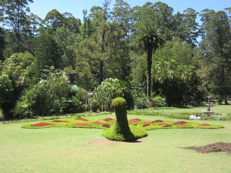 A peacock in flowers