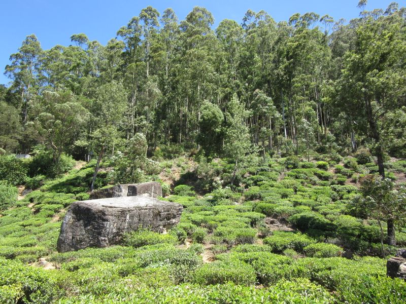 Walk up through a tea plantation to Lovers Leap Waterfall