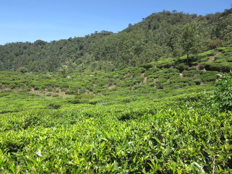 We walk back via tea plantations...