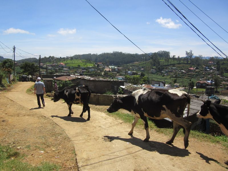 We meet a wee man and his cows
