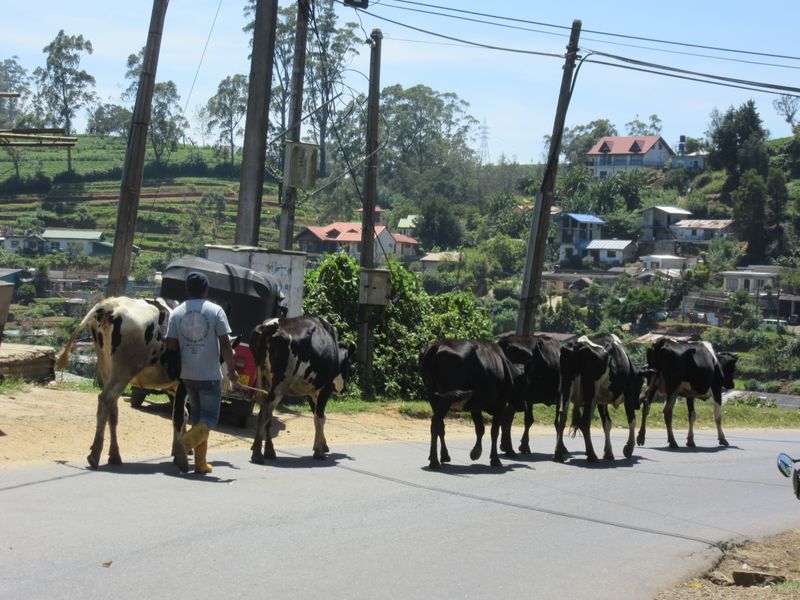 We follow them down to the road
