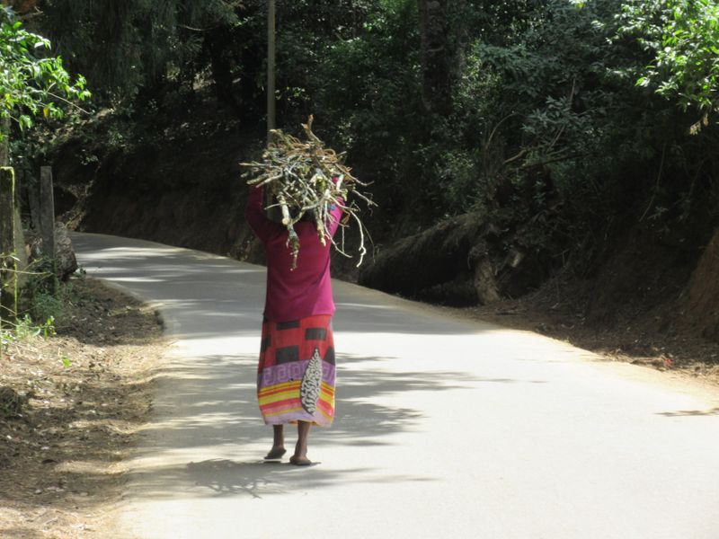 An old lady carrying wood from the forest