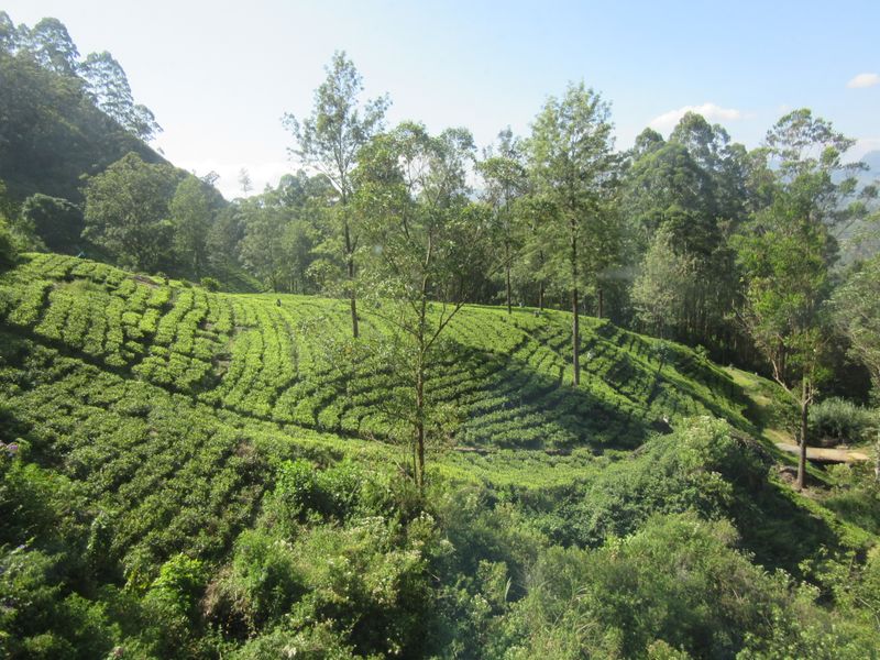 Tea planations everywhere