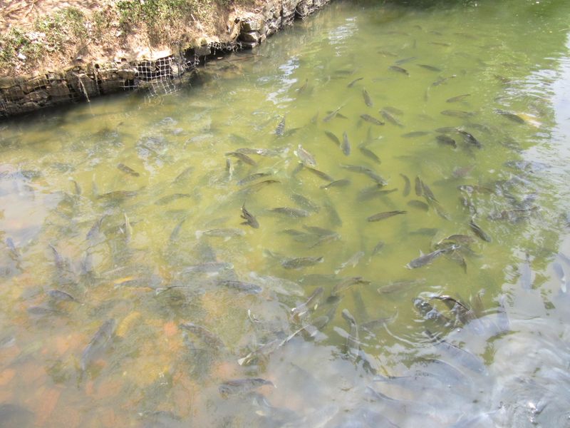 Fish near the bathhouse