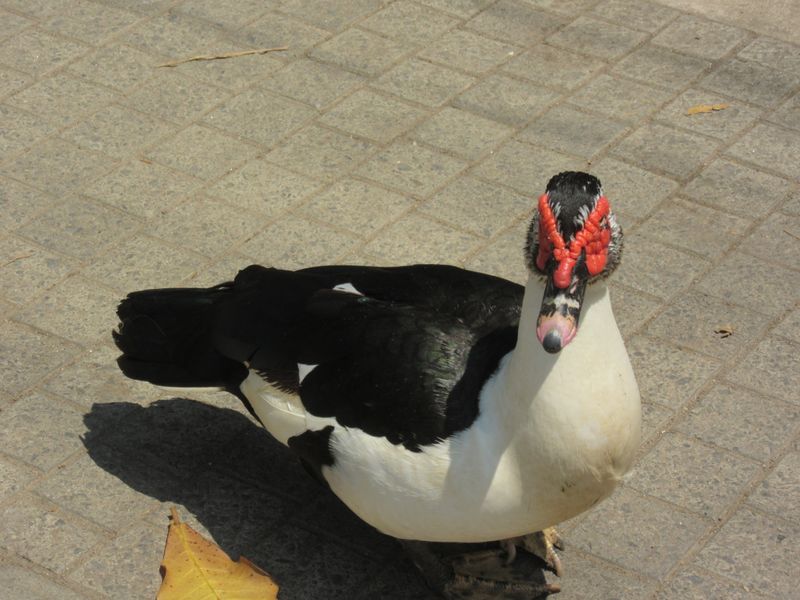 ...on these birds