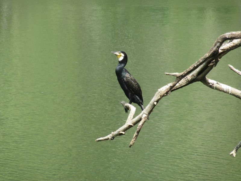 Cormorant