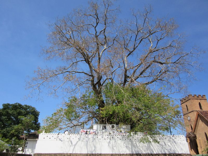 Bodhi tree
