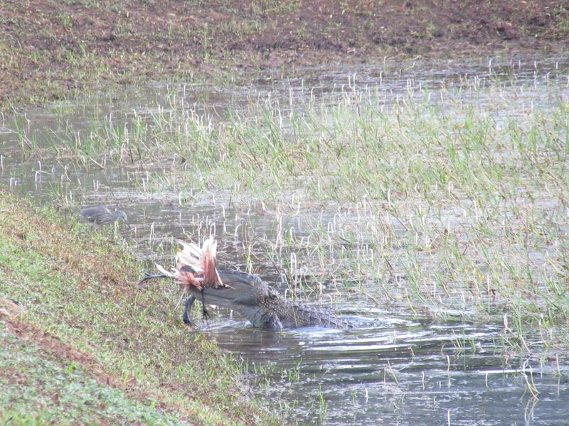 Yep, we saw one take this bird