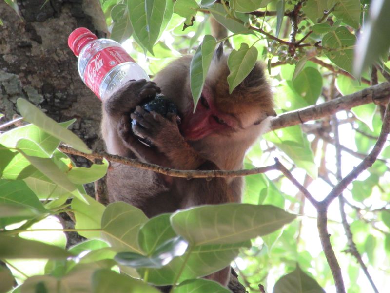 Macaques at the summit, grabbed a fellow tourist's cola