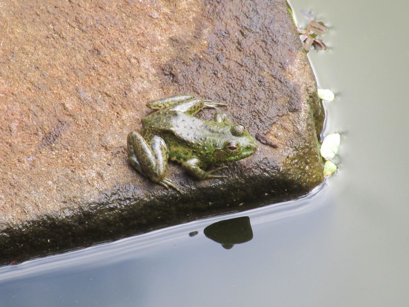 Frogs in the cistern