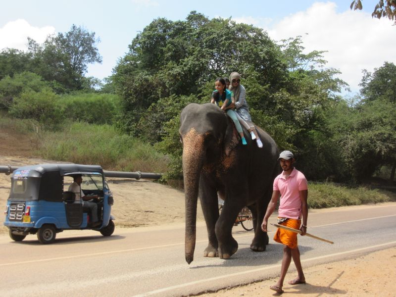 Elephant ride
