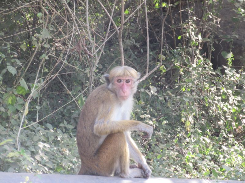 Lots of macaques