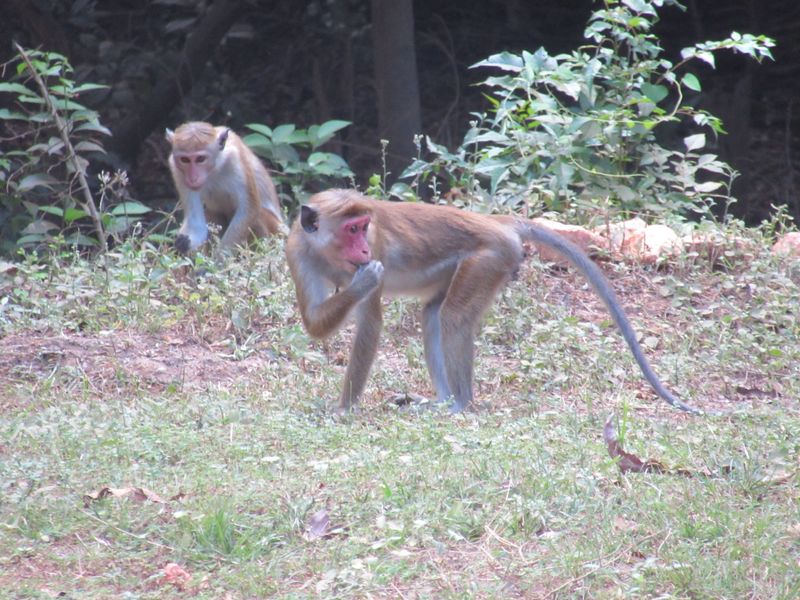Macaques