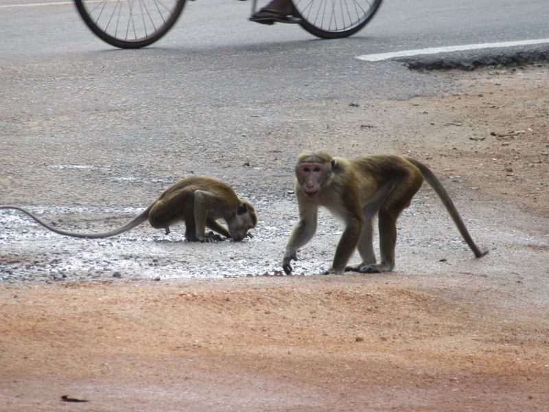 Macaques