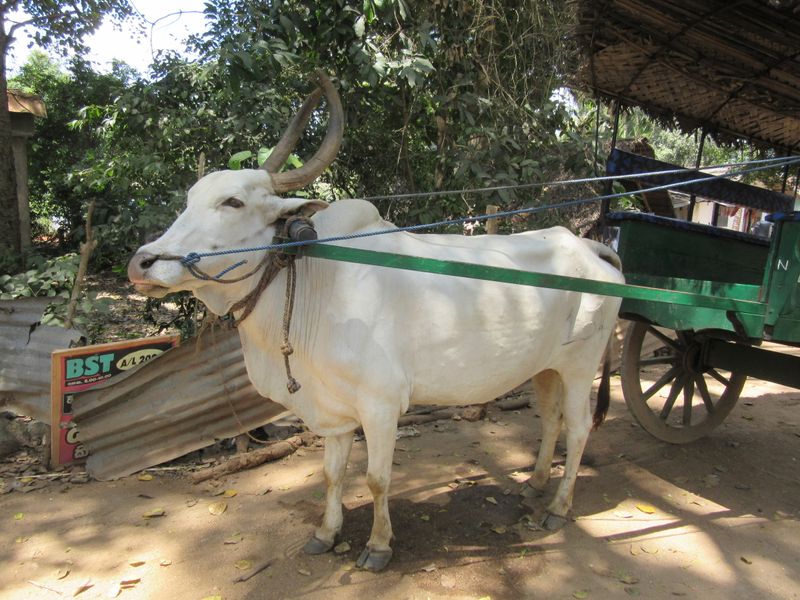 Oxen pull carts...